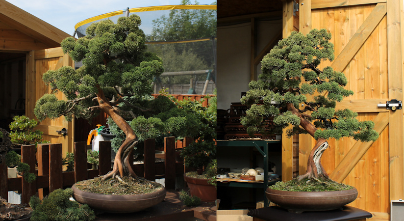 Chinese Juniper bonsai